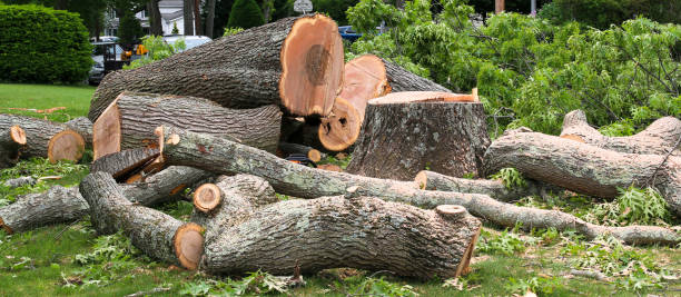 Best Commercial Tree Services  in Churchville, PA