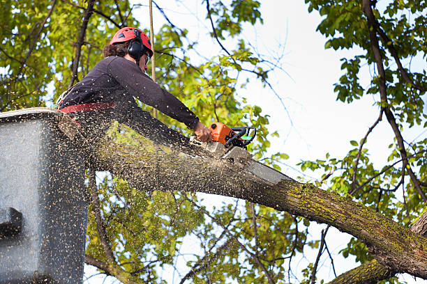 Best Aeration Services  in Churchville, PA