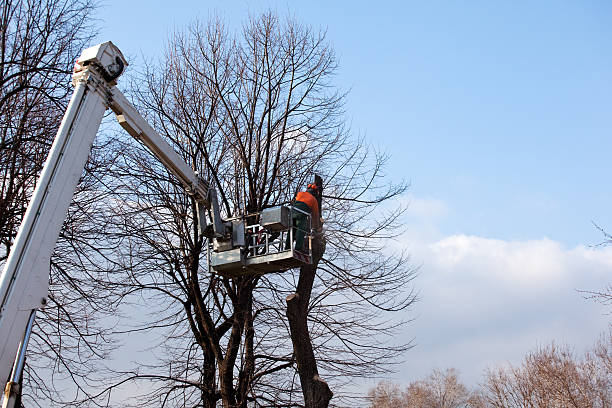 Churchville, PA Tree Care Company