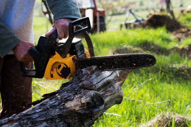 Tree and Shrub Care in Churchville, PA